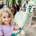 Alpaka to Go im Wildpark Schwarze Berge_K-Bugenhagen.jpg Kleines blondes Mädchen führt lächelnd ein weißes Alpaka am Strick durch den Wald.