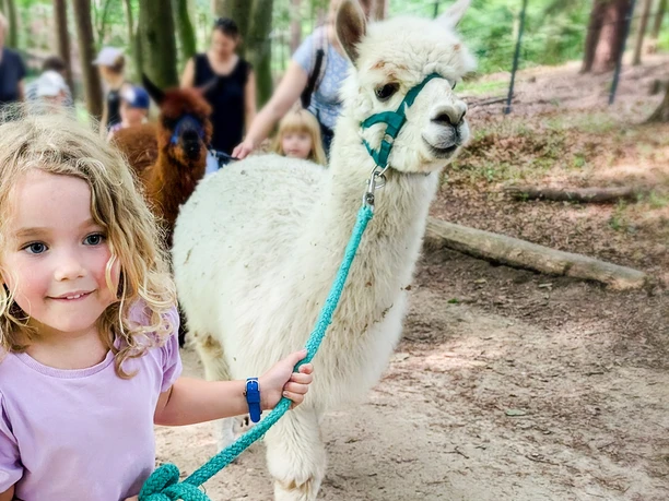 Alpaka to Go im Wildpark Schwarze Berge_K-Bugenhagen.jpg Kleines blondes Mädchen führt lächelnd ein weißes Alpaka am Strick durch den Wald.