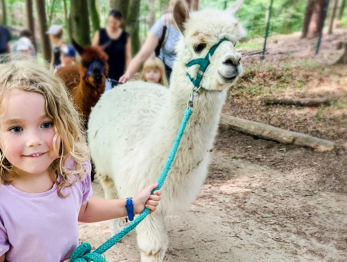 Alpaka to Go im Wildpark Schwarze Berge_K-Bugenhagen.jpg Kleines blondes Mädchen führt lächelnd ein weißes Alpaka am Strick durch den Wald.