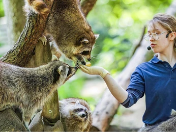 wildpark-schwarze-berge-schaufuetterung.jpg Tierpflegerin füttert Waschbären bei einer Präsentation.