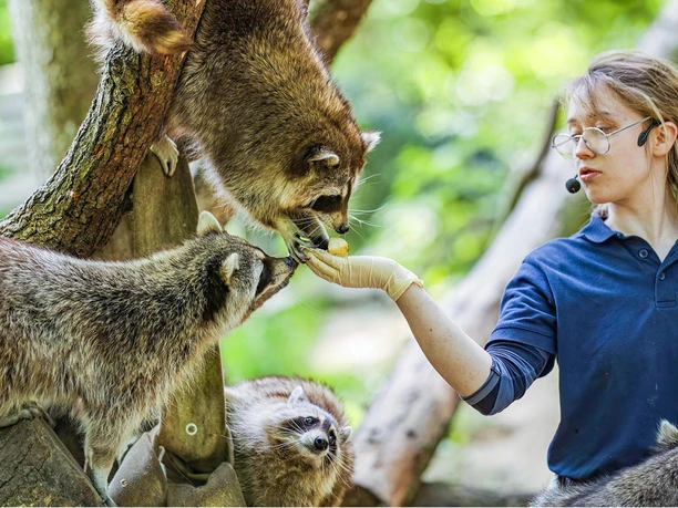 wildpark-schwarze-berge-schaufuetterung.jpg Tierpflegerin füttert Waschbären bei einer Präsentation.
