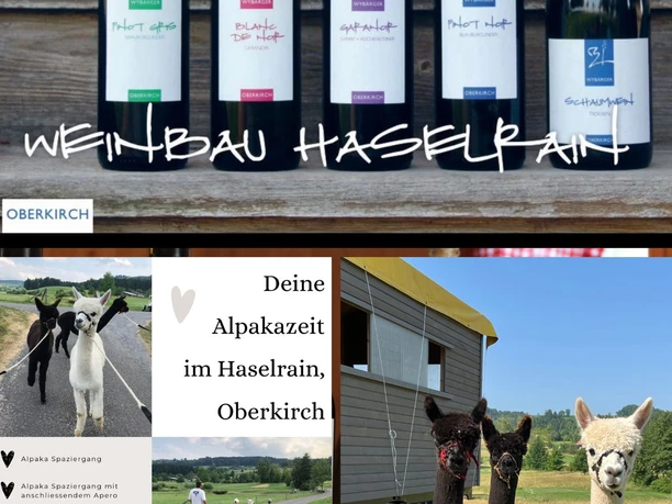Vignoble Haselrain, magasin à la ferme et temps des alpagas