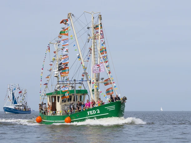 Krabbenkutter_Regatta_Fedderwardersiel_Nordsee_Butjadingen_Veranstaltung_Kutter.jpg