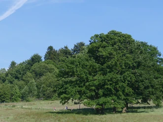 Wanderer_Hengstweide_1.jpg