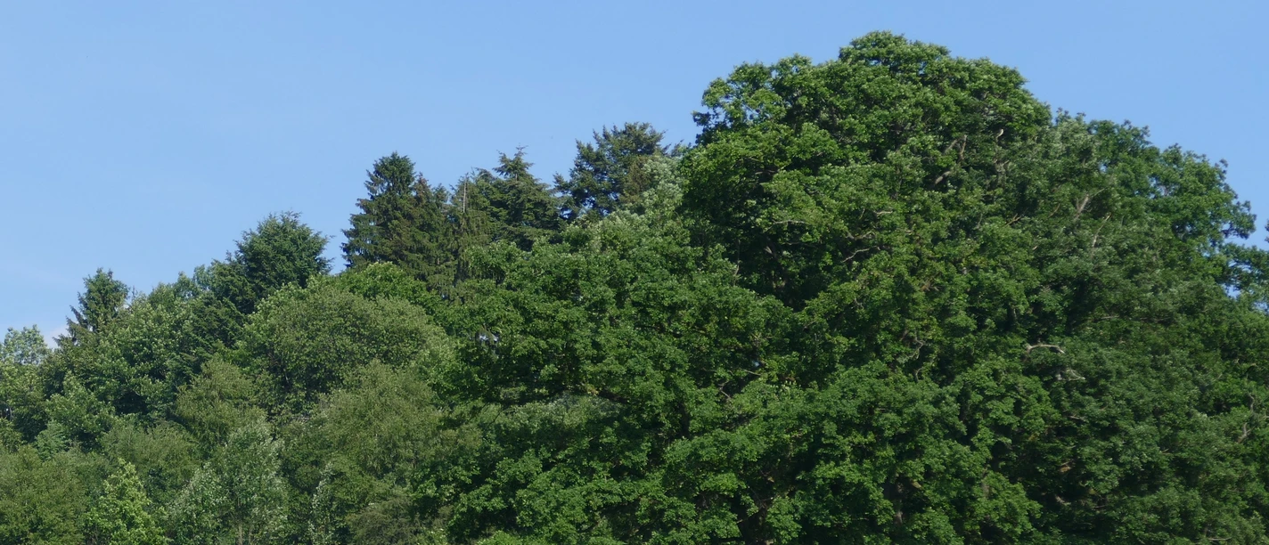 Wanderer_Hengstweide_1.jpg