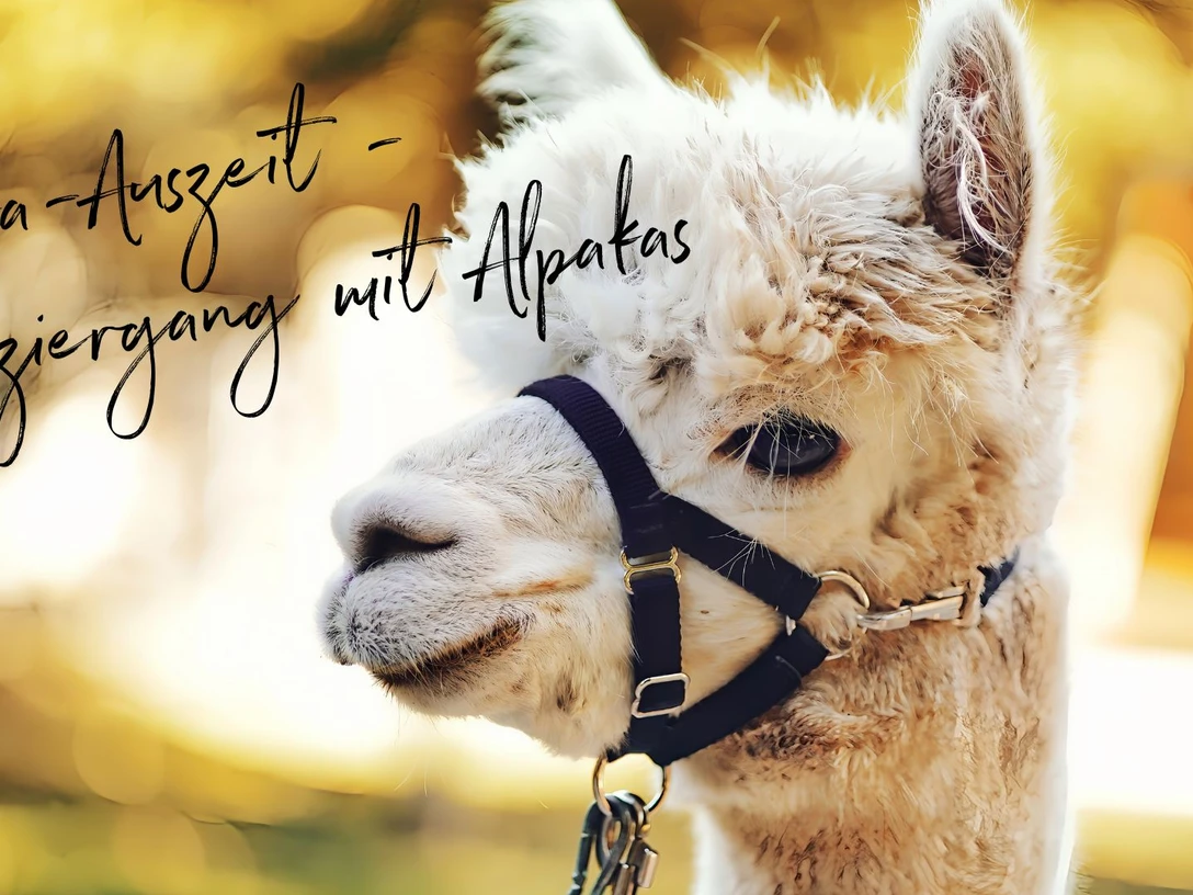 Alpaka-Spaziergang im Kurpark Bad Sassendorf