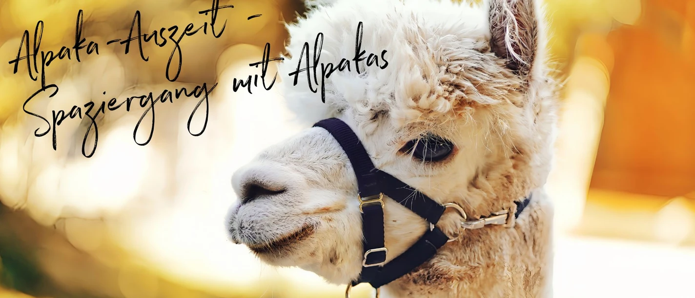 Alpaka-Spaziergang im Kurpark Bad Sassendorf
