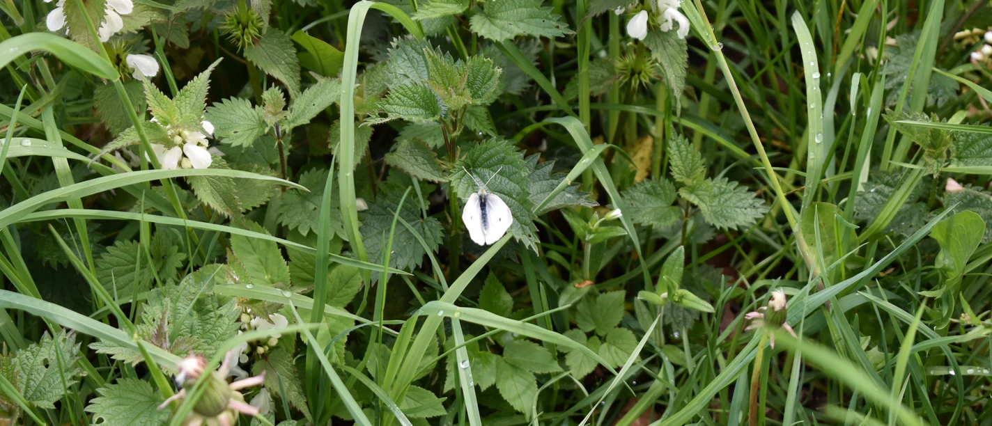 Kleiner Kohlweißling_Carolin (1).jpg