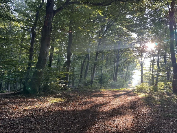 Wald entlang des Kleinenbremer Bergbausteigs