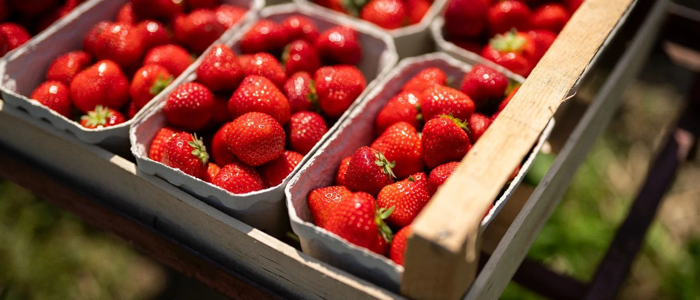Erdbeeren