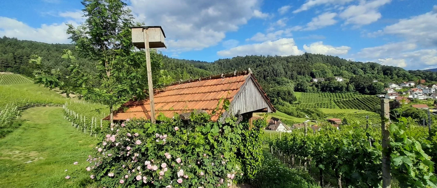 Weinbergspaziergang