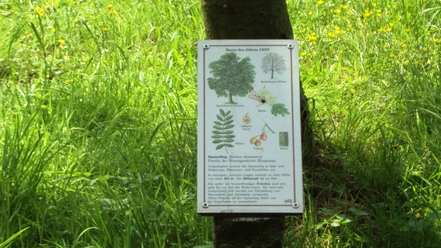 Baumlehrpfad Gebhardshagen_HD_16zu9.JPG Informatives Schild zum Speierling auf einer Wiese am Baumlehrpfad Gebhardshagen.