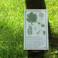 Baumlehrpfad Gebhardshagen_HD_16zu9.JPG Informatives Schild zum Speierling auf einer Wiese am Baumlehrpfad Gebhardshagen.