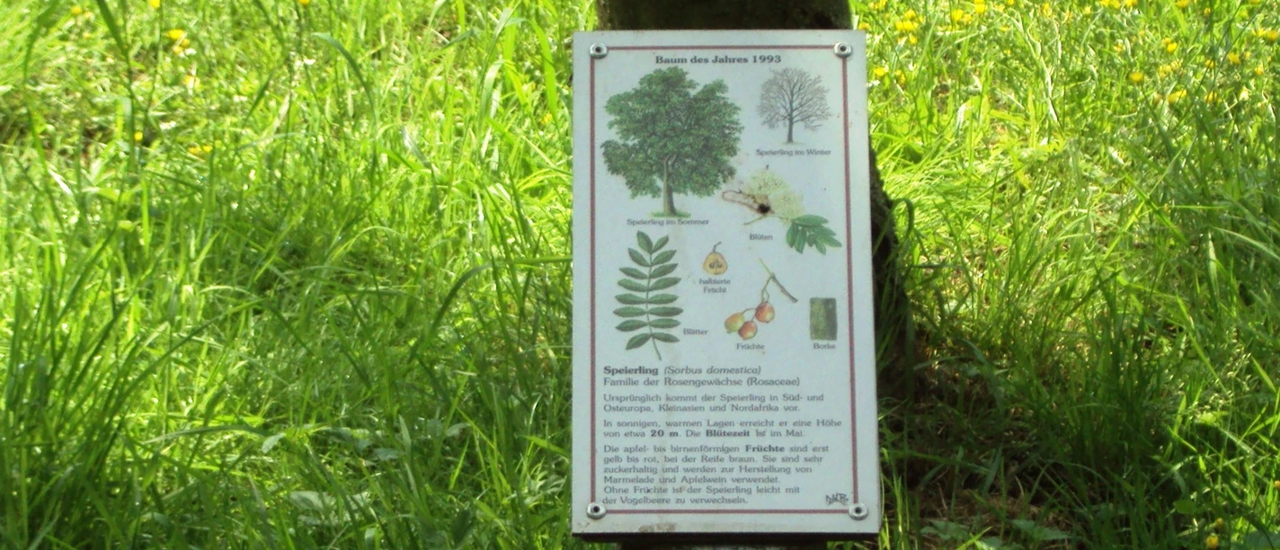 Baumlehrpfad Gebhardshagen_HD_16zu9.JPG Informatives Schild zum Speierling auf einer Wiese am Baumlehrpfad Gebhardshagen.