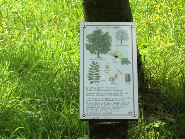 Baumlehrpfad Gebhardshagen_HD_16zu9.JPG Informatives Schild zum Speierling auf einer Wiese am Baumlehrpfad Gebhardshagen.