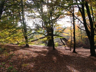 Urwald Sababurg