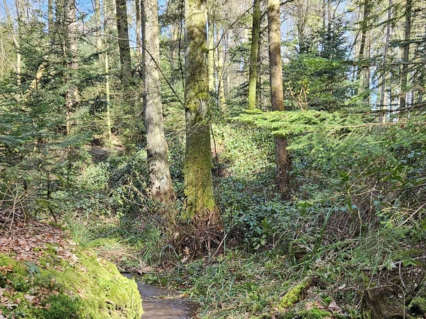 Waldbaden_neu