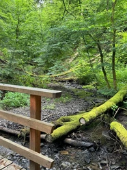 Umgestürzte Bäume und Bach im Helenental