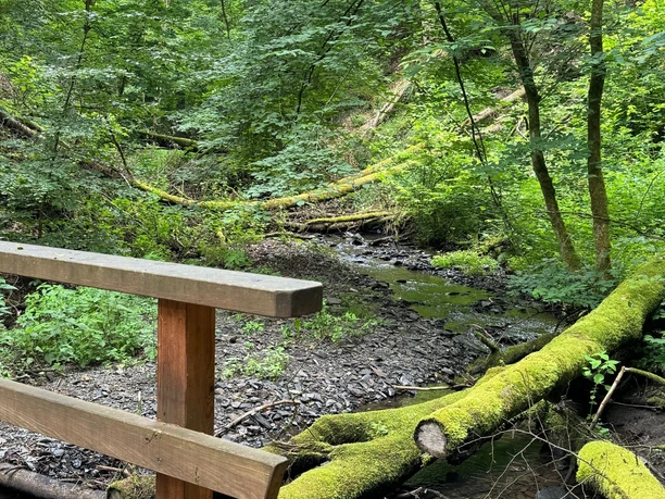 Umgestürzte Bäume und Bach im Helenental