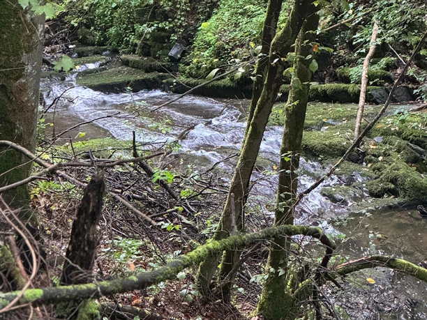 Sonderbach im Helenental in Bad Wildungen