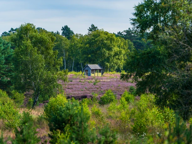 Bienenzahn in der Osterheide