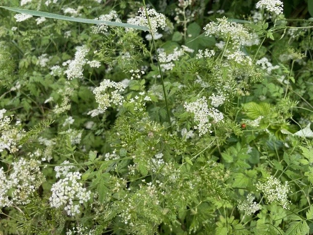 After Work Walk Üppiges Grün mit zahlreichen kleinen weißen Blüten.