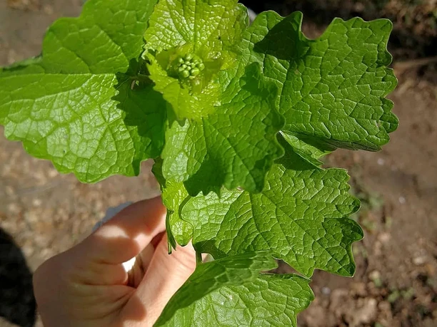 Wanderung Walpurgisnacht Eine Hand hält eine Pflanze mit großen grünen Blättern und geschlossenen Blütenknospen.