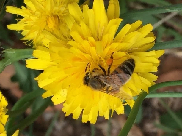 Blumen im Mai Biene auf einer gelben Blüte mit Pollen an den Beinen. Weitere gelbe Blüten im Hintergrund.