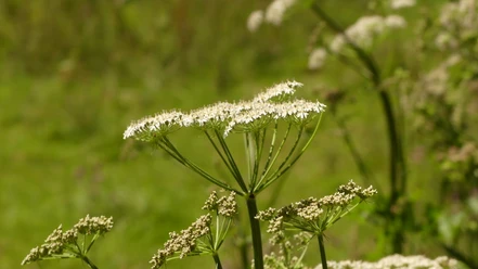 Kräuter im Bergischen Nahaufnahme von weißen, schirmförmigen Wildblüten vor unscharfem Grün der Natur.