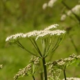 Kräuter im Bergischen Nahaufnahme von weißen, schirmförmigen Wildblüten vor unscharfem Grün der Natur.