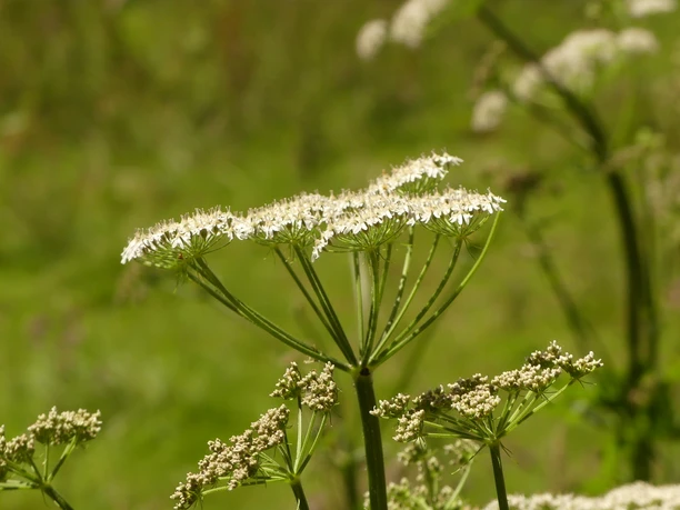 Kräuter im Bergischen Nahaufnahme von weißen, schirmförmigen Wildblüten vor unscharfem Grün der Natur.