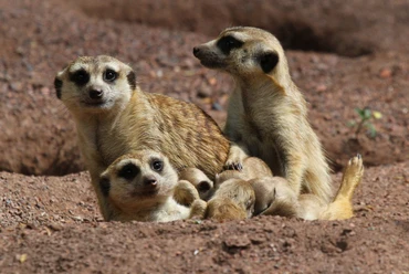 Aachener_Tierpark_Erdmännchen_Liz_Lück.JPG