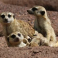 Aachener_Tierpark_Erdmännchen_Liz_Lück.JPG