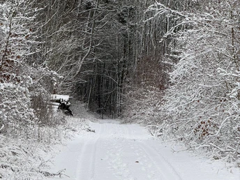 VitalWeg auf der Hube im Winter ©Einbeck Tourismus Verschneiter Waldweg, gesäumt von schneebedeckten Bäumen und Sträuchern im Winter.