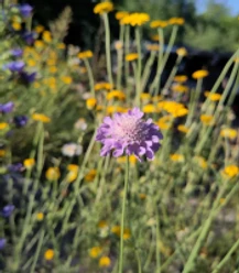 Pflanzen_Naturgarten.jpg