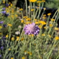 Pflanzen_Naturgarten.jpg