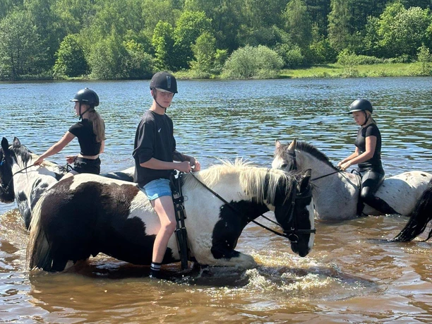 Pferde im See.JPG