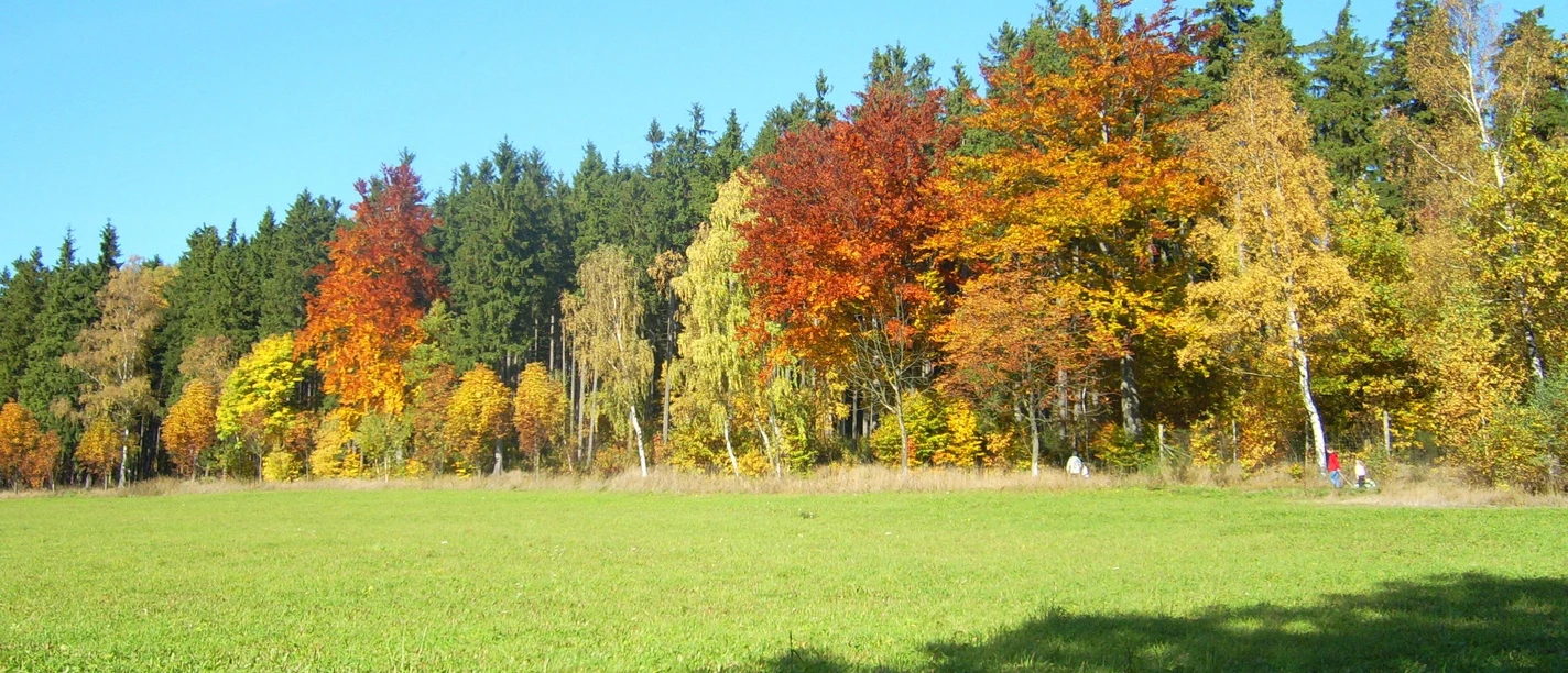 Herbstwald