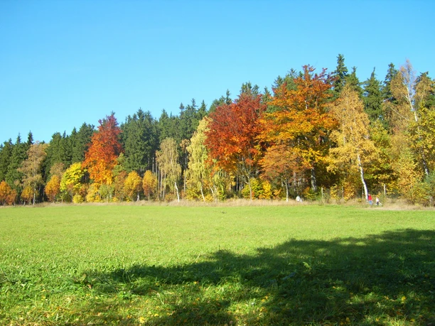 Herbstwald