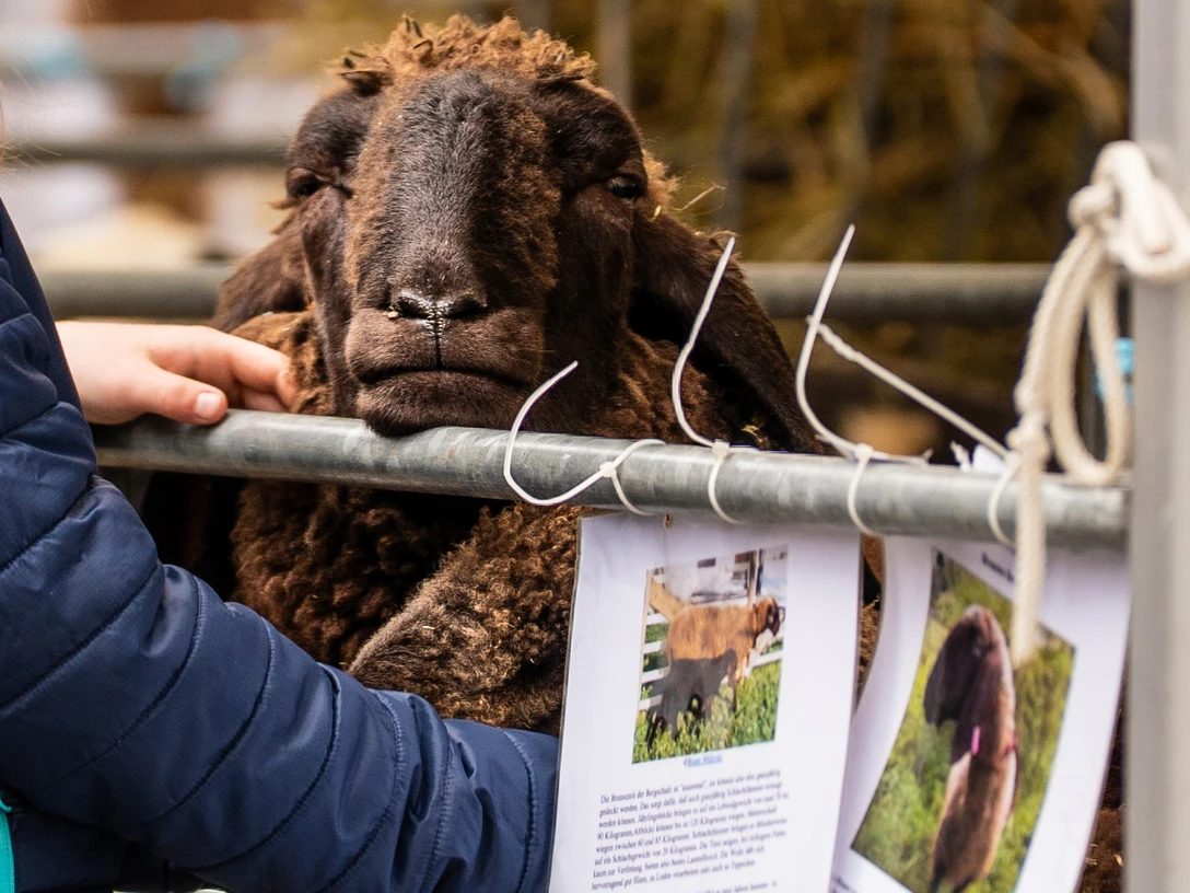 schaf-auf-dem-wollmarkt.jpg Schaf auf dem Wollmarkt in Bad Berleburg