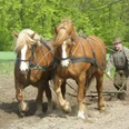 Historische-Ackerbearbeitung-mit-Pferdepflug-VNP-Stiftung-Naturschutzpark-Lueneburger-Heide.jpg Zwei braune Arbeitspferde ziehen einen Pflug über den Acker, geführt von einem Mann.