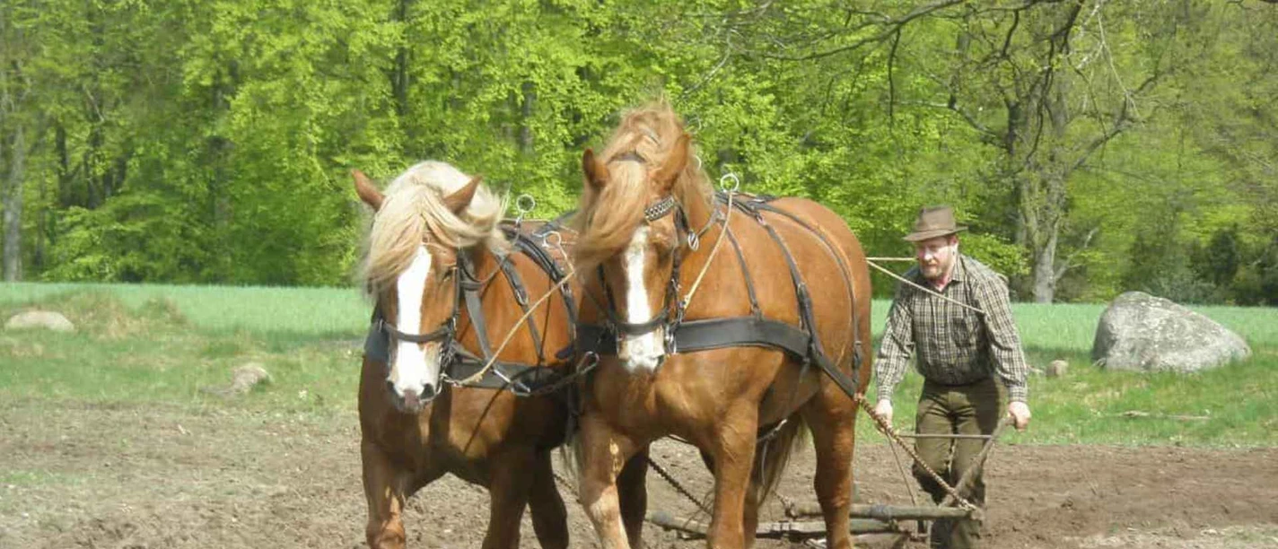Historische-Ackerbearbeitung-mit-Pferdepflug-VNP-Stiftung-Naturschutzpark-Lueneburger-Heide.jpg Zwei braune Arbeitspferde ziehen einen Pflug über den Acker, geführt von einem Mann.