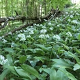 Bärlauch am Rosenberg