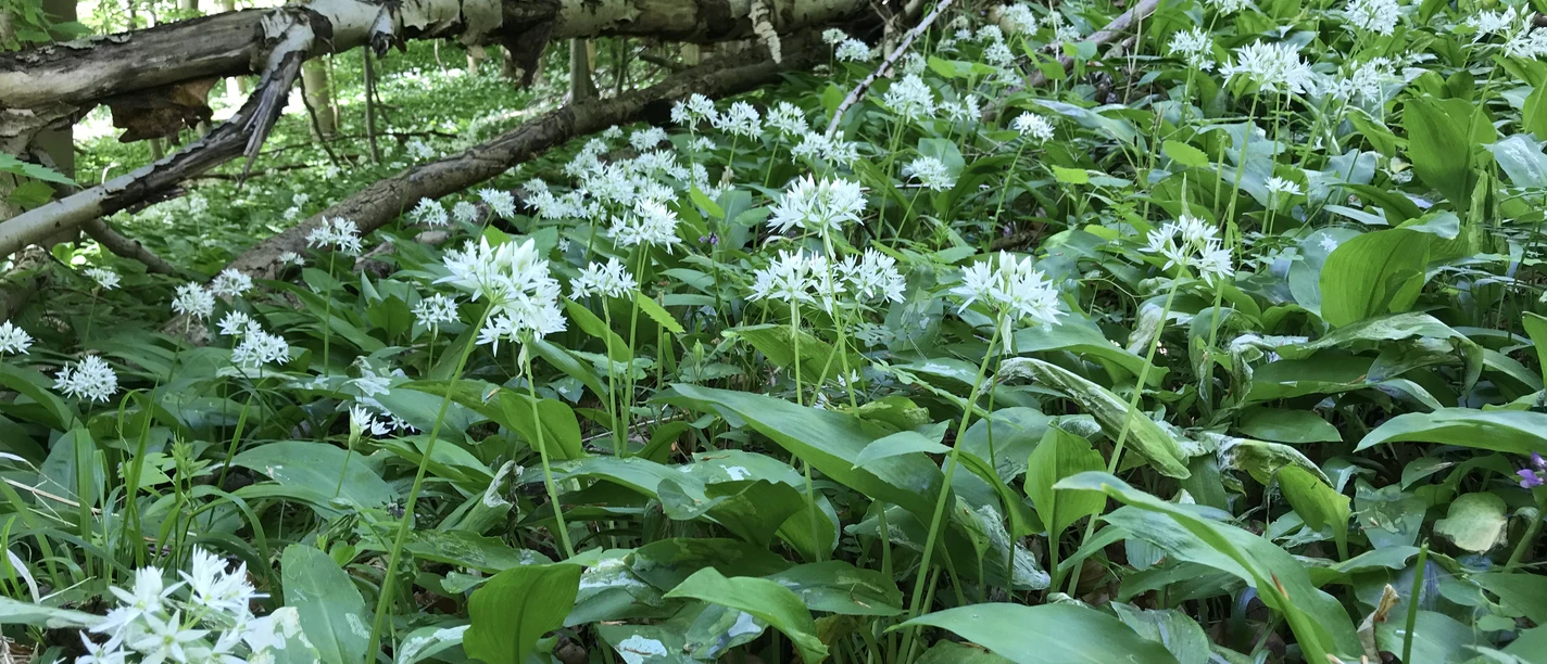 Bärlauch am Rosenberg