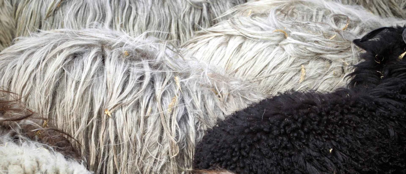 Heidschnucken_©Christian Burmester.jpg