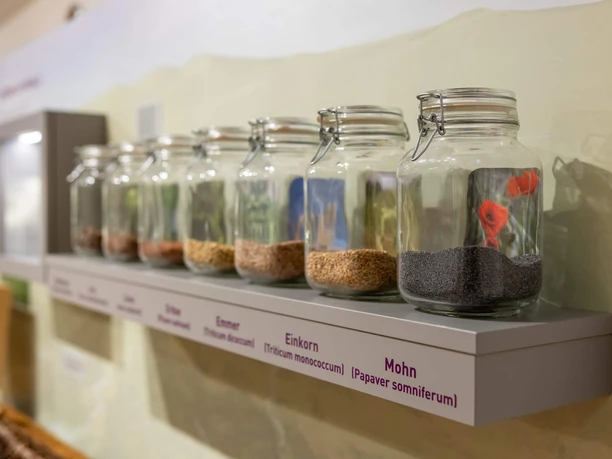 RheinMain Kreis Groß-Gerau Rüsselsheim - Festung Gläser mit Getreideproben in Ausstellung