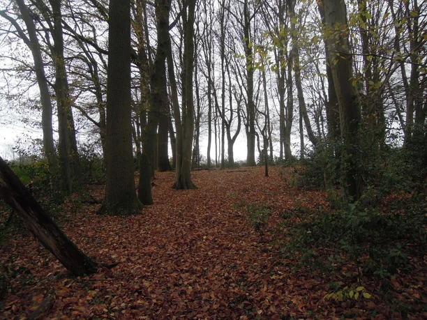 Kräuterwanderung Herbstliche Waldlandschaft mit einem Teppich aus braunem Laub und hohen Laubbäumen.