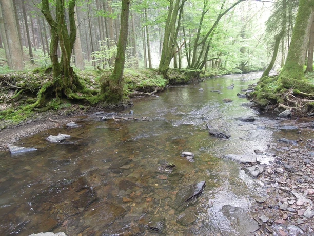 Kräuterwanderung Bachlauf im grünen Eifgental mit moosbewachsenen Ufern und bewaldeter Umgebung.