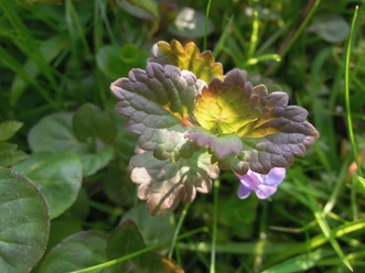Kräuterwanderung Nahaufnahme einer krautigen Pflanze mit grün-violetten Blättern und kleiner violetter Blüte.