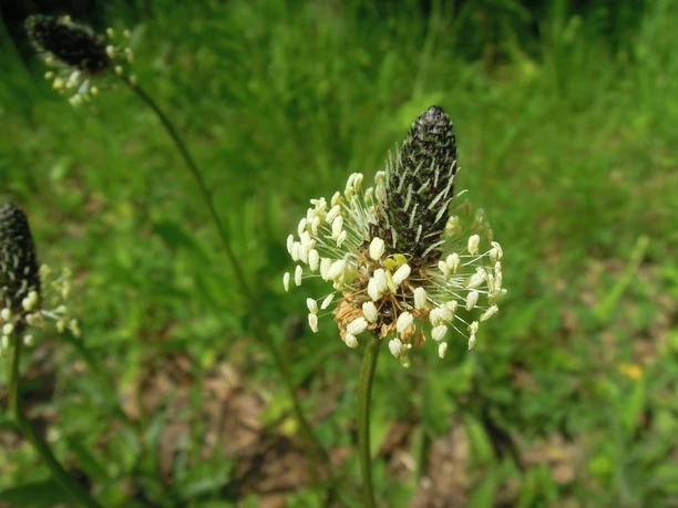 Kräuterwanderung Eine blühende Kräuterpflanze mit dunklem Blütenkopf und hellen, hervorstehenden Staubblättern.